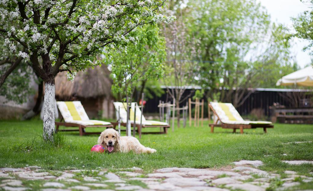 Casa Mosului - Transfagarasan Bed & Breakfast Cîrţişoara Bagian luar foto
