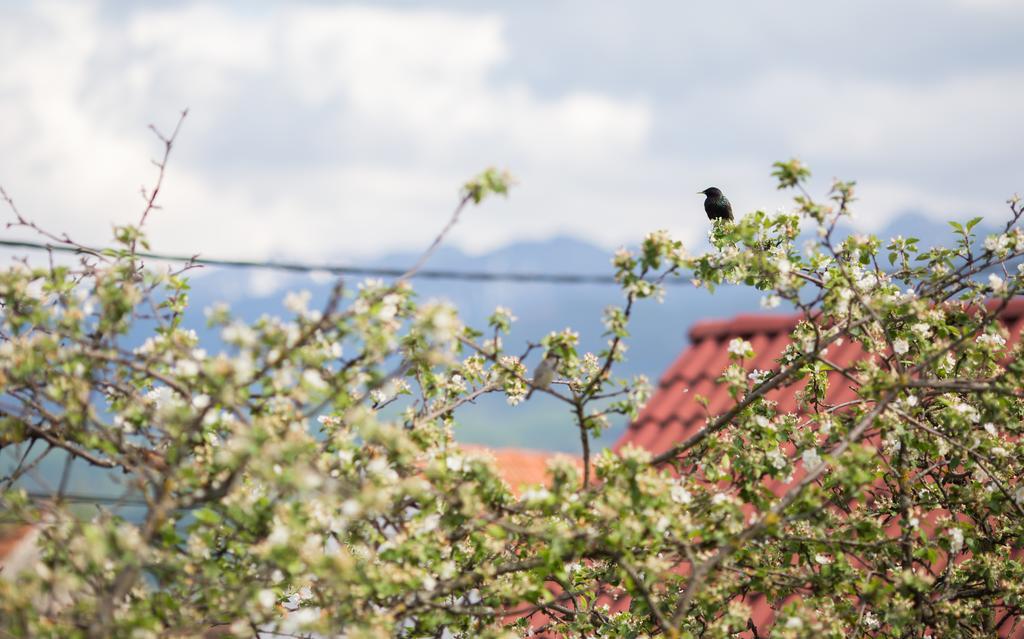 Casa Mosului - Transfagarasan Bed & Breakfast Cîrţişoara Bagian luar foto