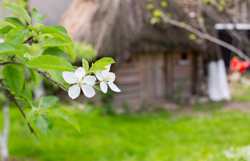 Casa Mosului - Transfagarasan Bed & Breakfast Cîrţişoara Bagian luar foto